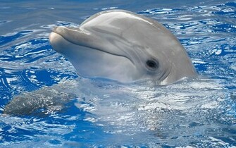 Baby Dolphin