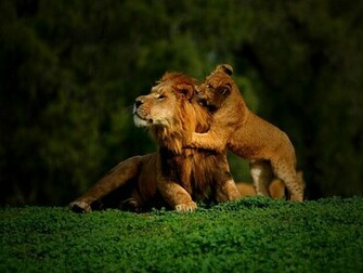 Home iPhone Wallpaper HD Top Best