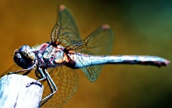 Dragonfly Wallpaper