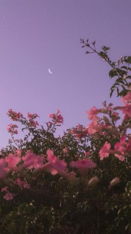 Flower Under Night Sky
