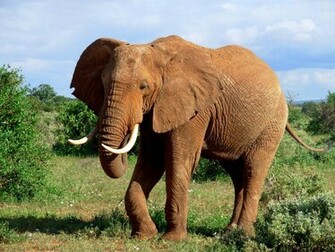 Elephant Wallpaper HD Background Desktop