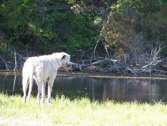 Irish Wolfhound Wallpaper