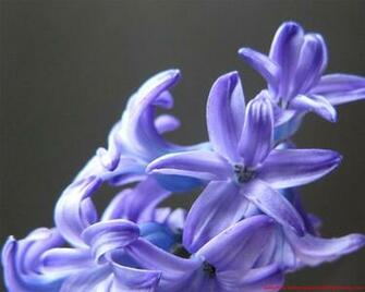 Spring Flower Wallpaper Screensavers And Background