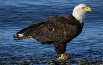 Bald Eagle HD Wallpaper