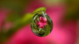 Macro Photography Of Water Id Buzzerg