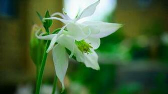 White Lily Flower Wallpaper