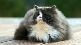 Cat Summer Wallpaper