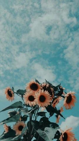 Marvelous Flower Wallpaper For Your New iPhone Xtra Yummy