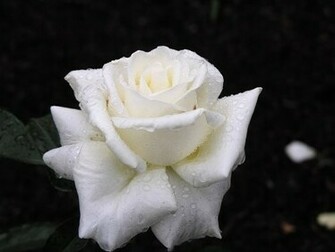 Flower Rose Wallpaper Desktop Roses