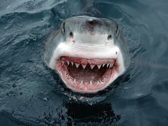 Great White Shark Jumping Out Of Water Wallpaper Photo By