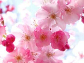 Home Nature Flowers Plants Pretty Flower Background