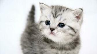 Cat Wallpaper