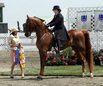 American Saddlebred Best Horse Breeds