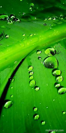 Mobavatar Nature Meadow Leaf Android Profile