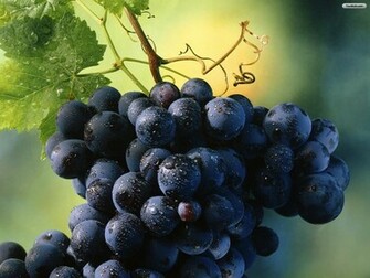 Youwall Blue Grapes Wallpaper