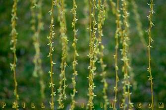 Weeping Willow Wallpaper