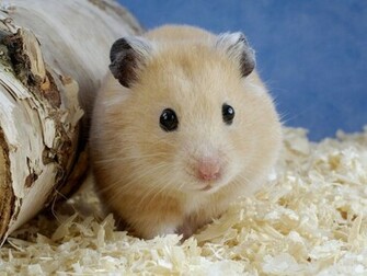 Hamster Wallpaper