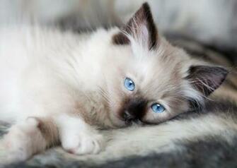Cute Ragdoll Kittens Wallpaper At Wallpaperbro