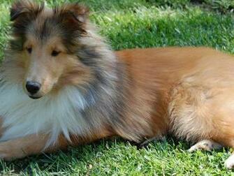 Shetland Sheepdog Wallpaper