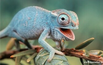 Chameleon Wallpaper Color Changeable Chameleons
