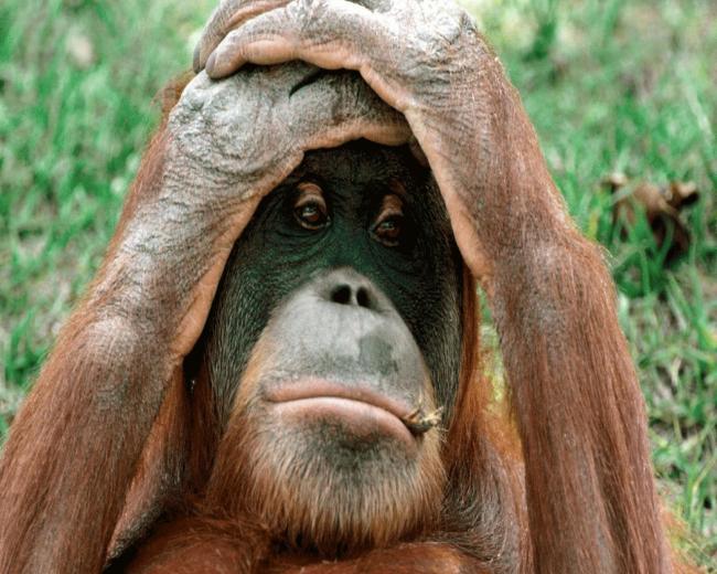 Funny Picture Cute Beautiful Digital Animal HD Wallpaper