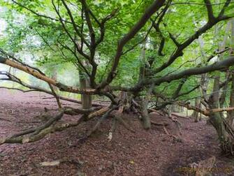 Trees Woodland And Forests Felled Tree Branches Wallpaper