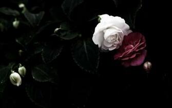 Dark Rose Wallpaper At Wallpaperbro