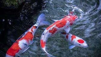 Poissons Koi Fond Anim App Pour Android