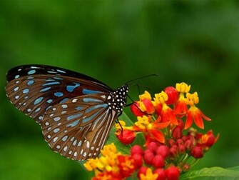 Wallpaper Butterfly Desktop Background