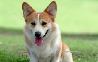 Image Of Dogs Animals Puppies Welsh Corgi Wallpaper Desktop