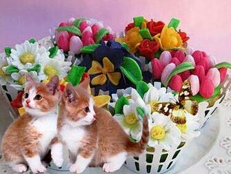 Brothers Tiny Cat And Butterfly Wallpaper