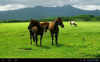 Horses Live Wallpaper