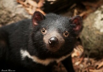 Tasmanian Devil Wallpaper