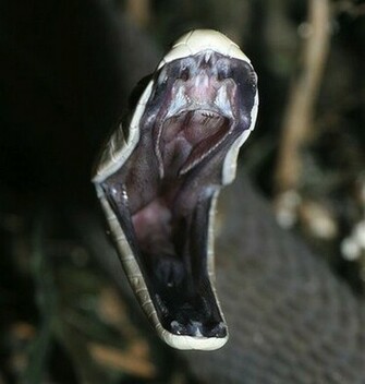 Pin Wallpaper Black Mamba Attacking