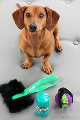 Introduced Everyone Into The World Of Dog Agility Toys