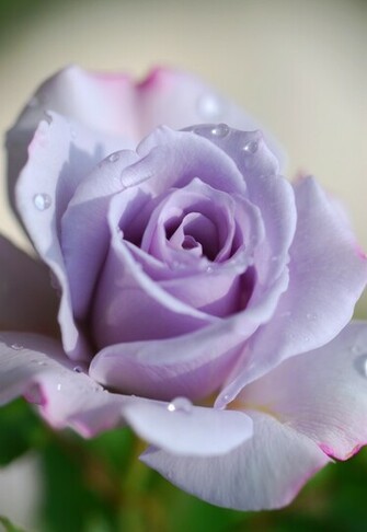 Rose Jpg Purple 20rose
