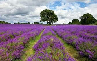 Lavender Field Wallpaper