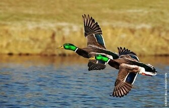 Mallard Facts Figures Description And Photo