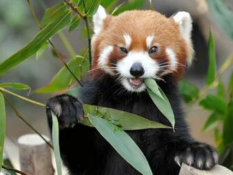 Red Panda Wallpaper Background Animal