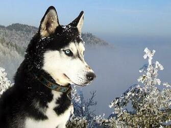 Tag Siberian Husky Wallpaper Background Photos Imageand