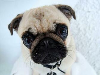 Funny Pug Wallpaper