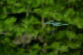 Water Lilies Wallpaper Pictures Picc It