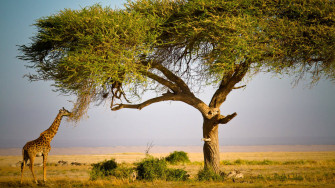 African Animals Wallpaper