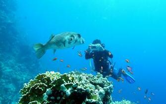 Fish Diver