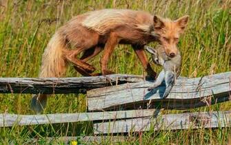 Fox Rabbit Hunting Death Fence Grass Wallpaper Background