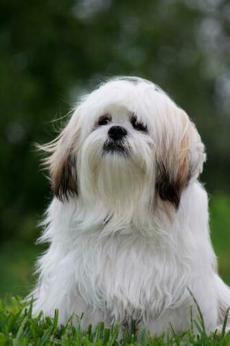 Image Of Beautiful Dogs Lhasa Apso Welcome To My