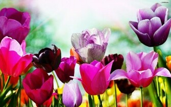 Spring Desktop Background Wallpaper