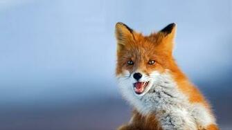 Fox Computer Wallpaper Desktop Background Id