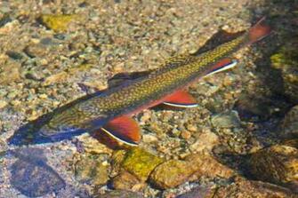 Brook Trout Are A Beautiful Fish Remember To Always Have Fun While
