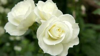 Beautiful White Roses In The Garden Wallpaper And Image